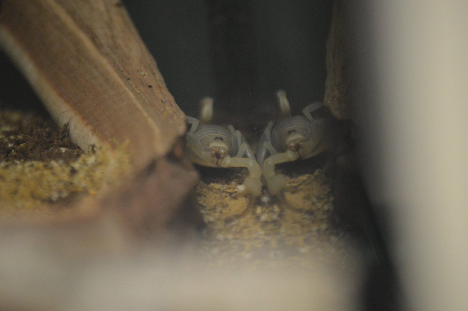 Smeringurus mesaensis