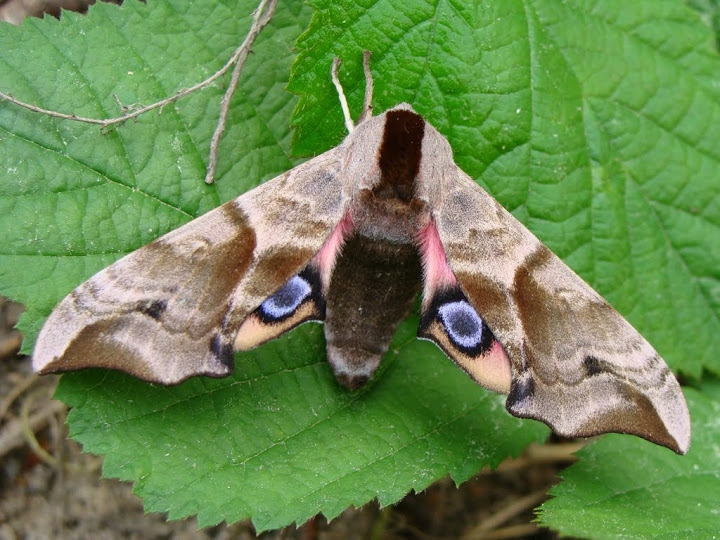 Smerinthus ocellatus  - 22.05.2013