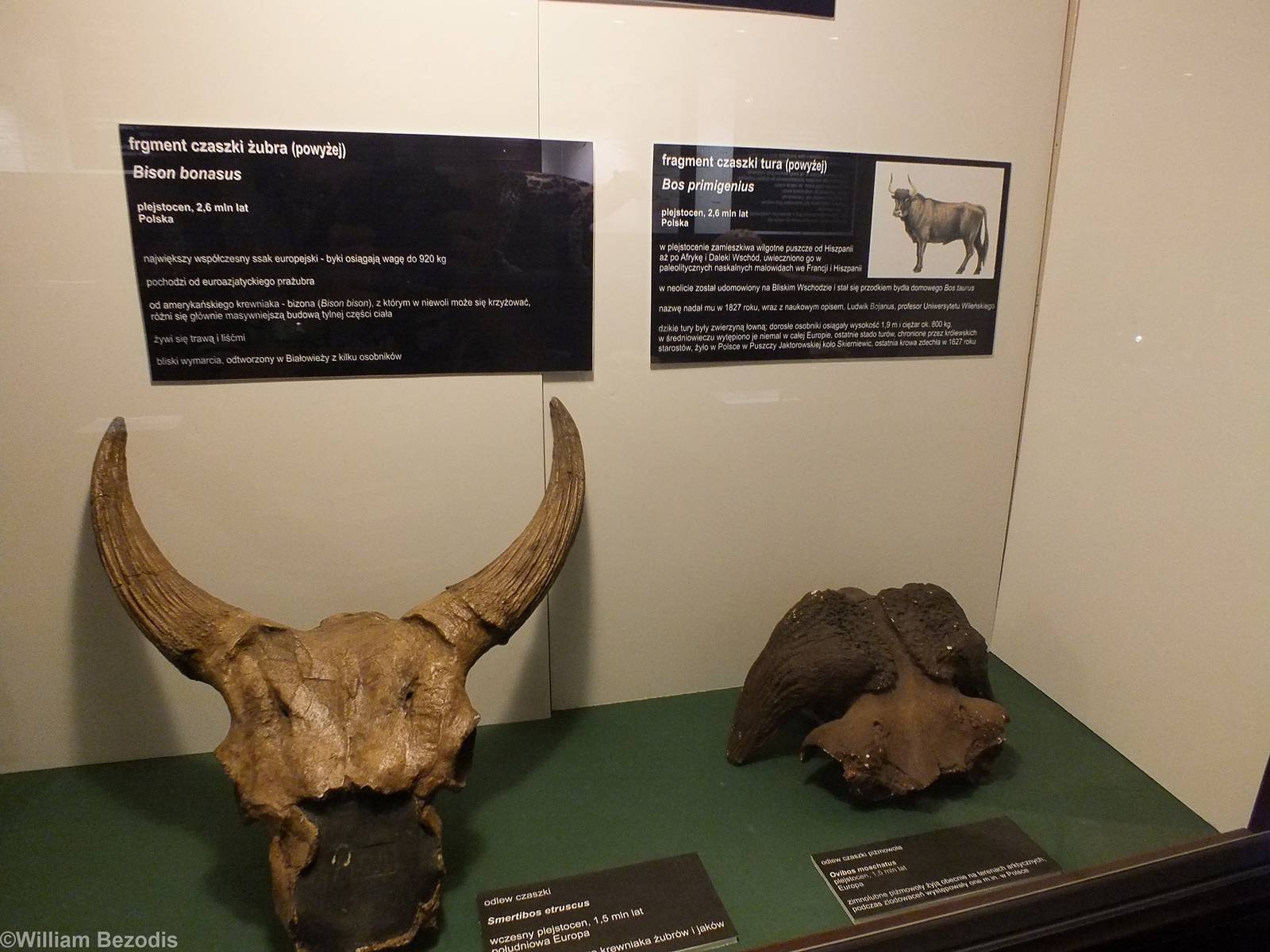 Smertibos etruscus (left) and Ovibos moschatus (right) - Warsaw Museum of E