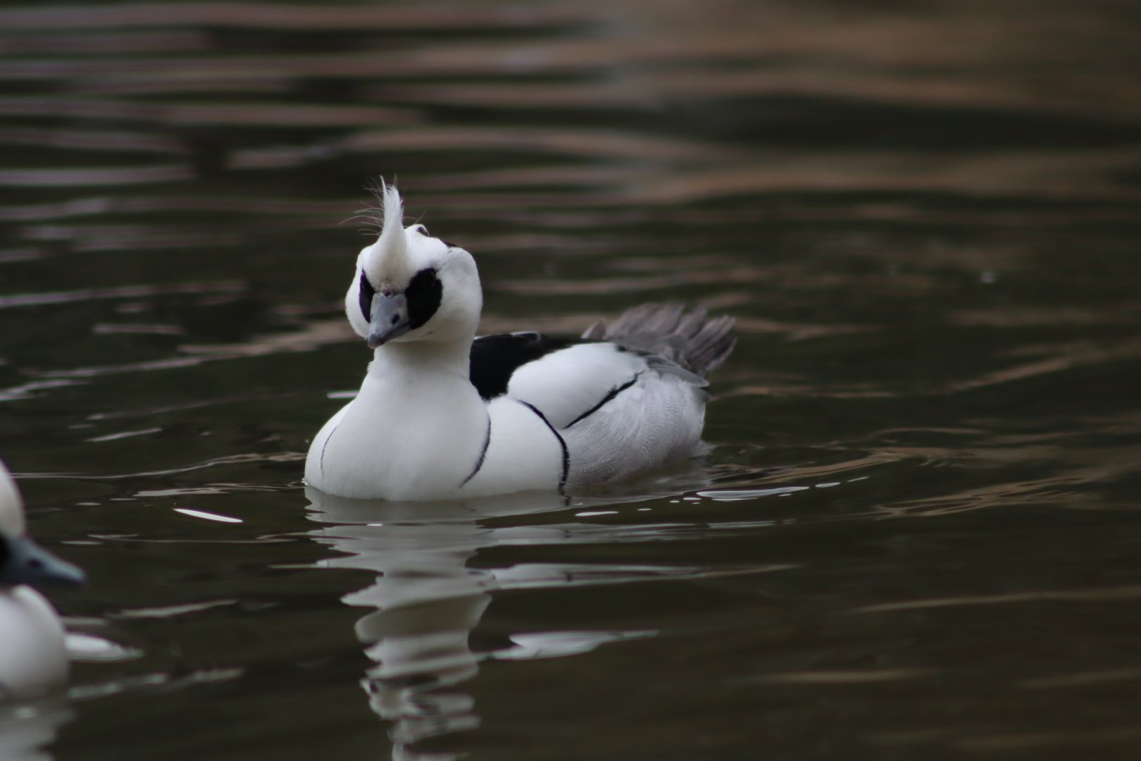 Smew - 17 February 2020