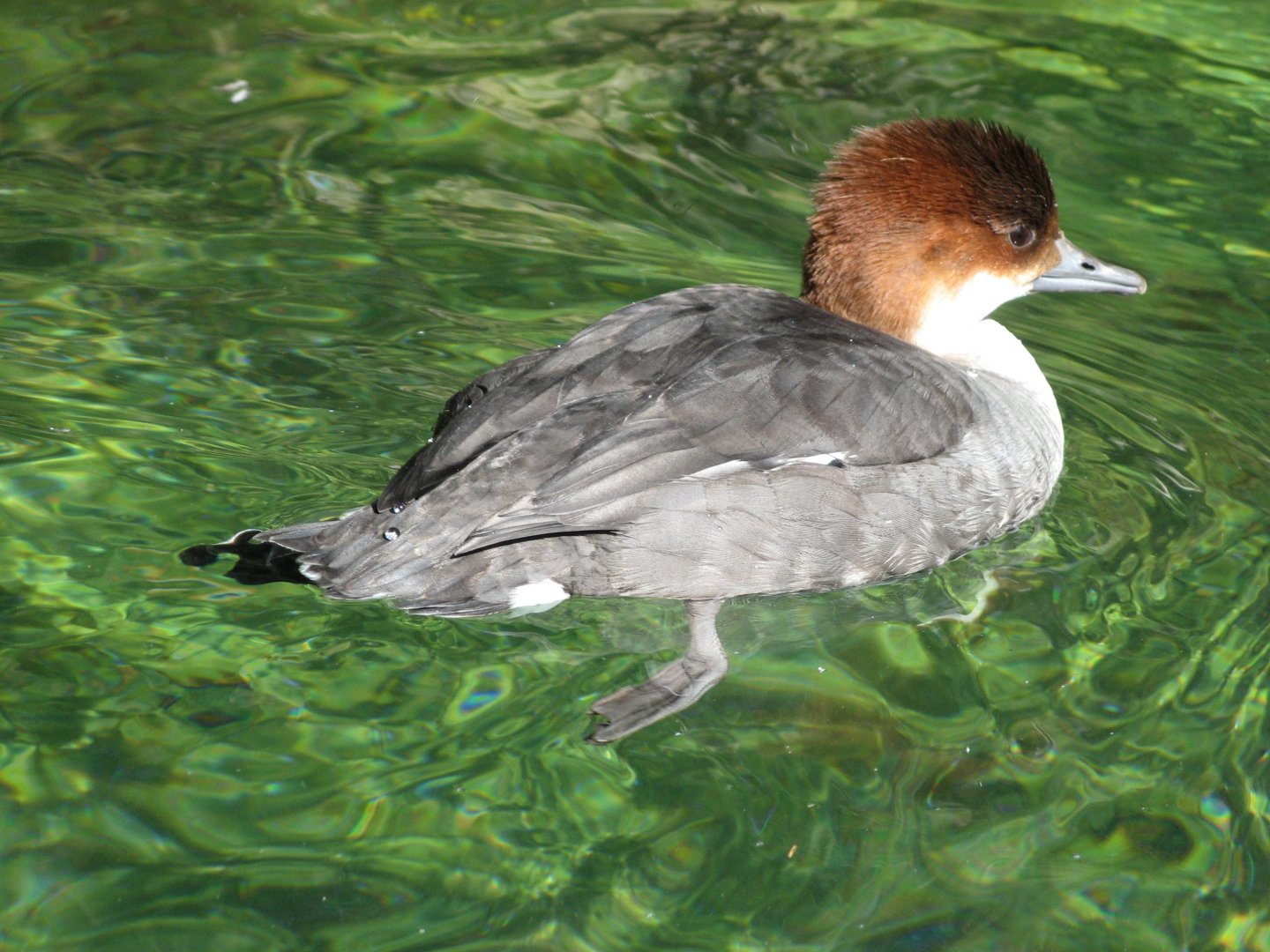 Smew (2008)