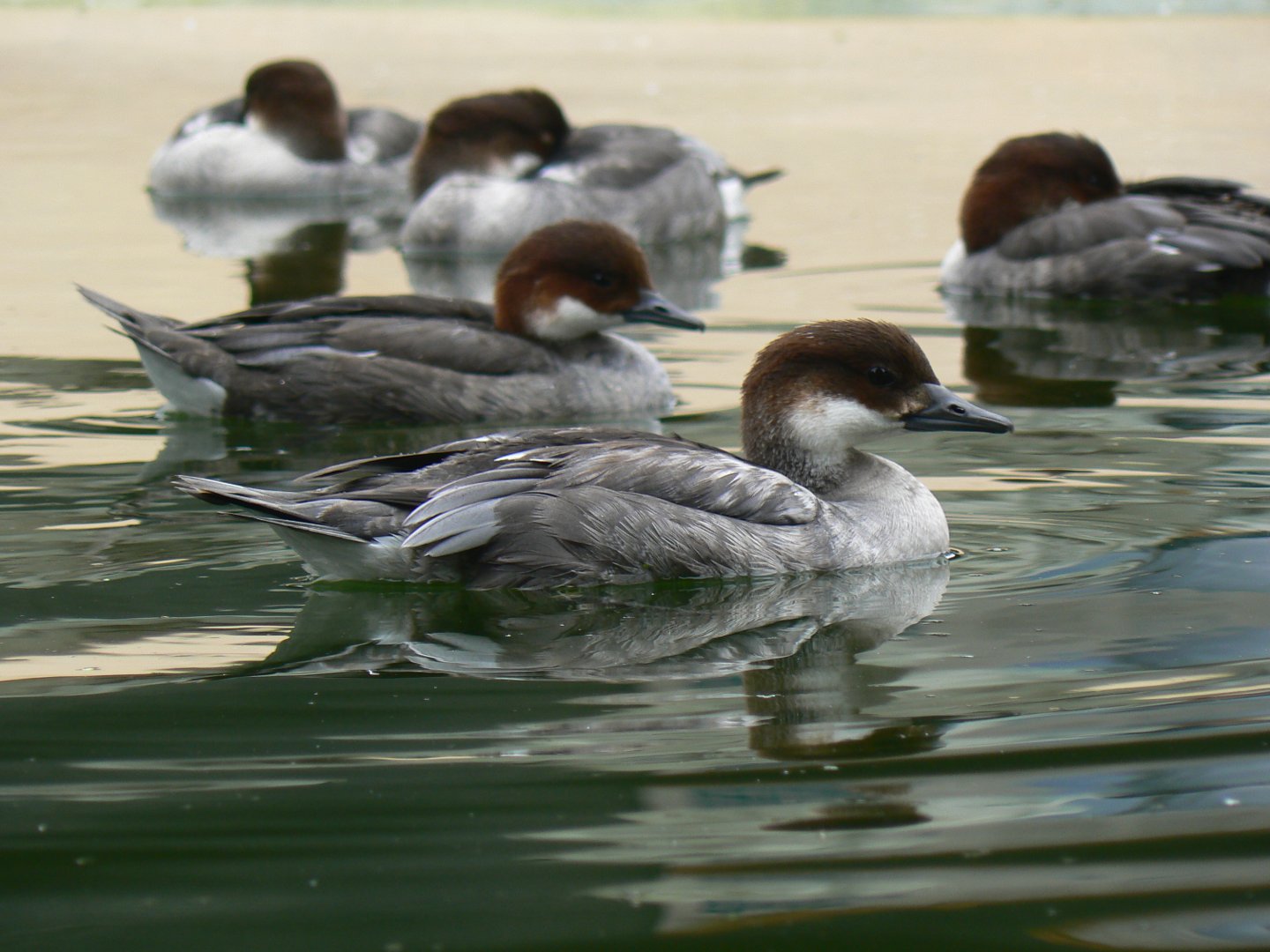 Smew - 29 July 2018
