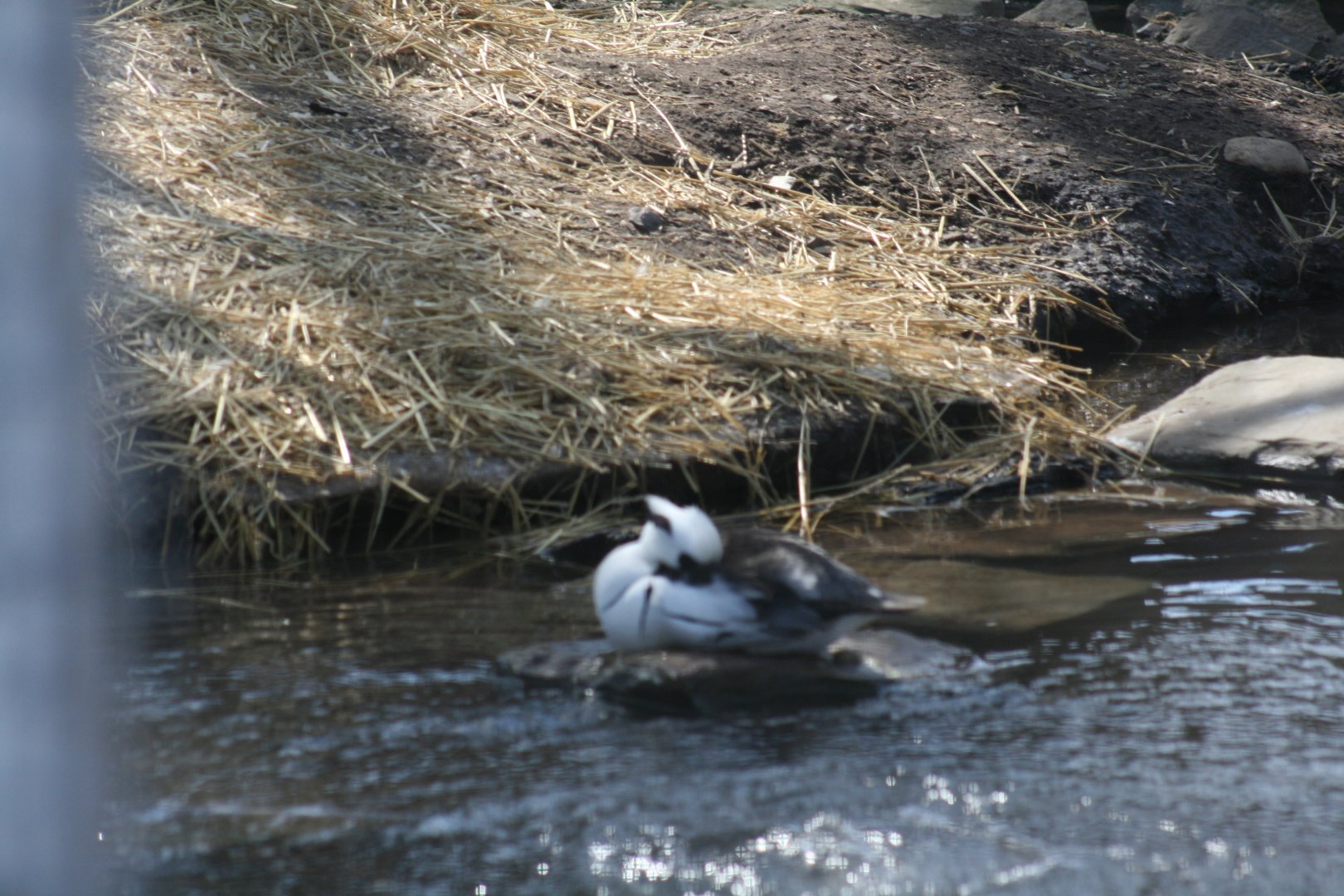 Smew(3/9/2025)