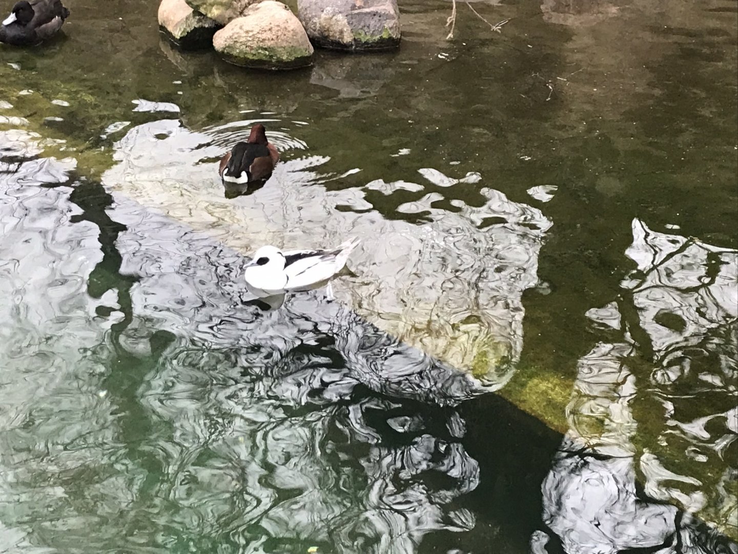 Smew and Ferruginous duck 280118