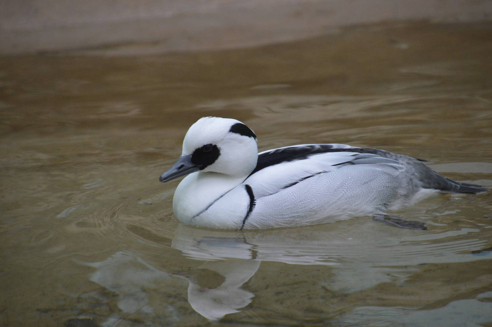 Smew - Aquatic Birds House 031215