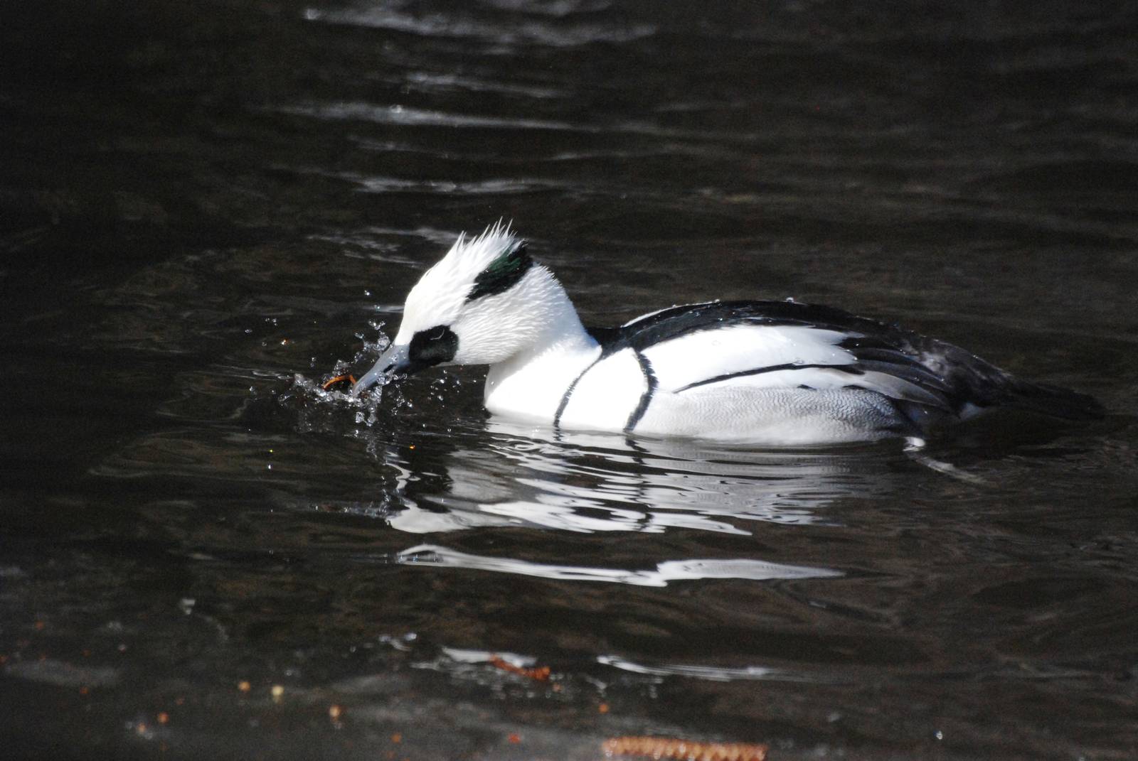 Smew at Bremerhaven, 24/03/13
