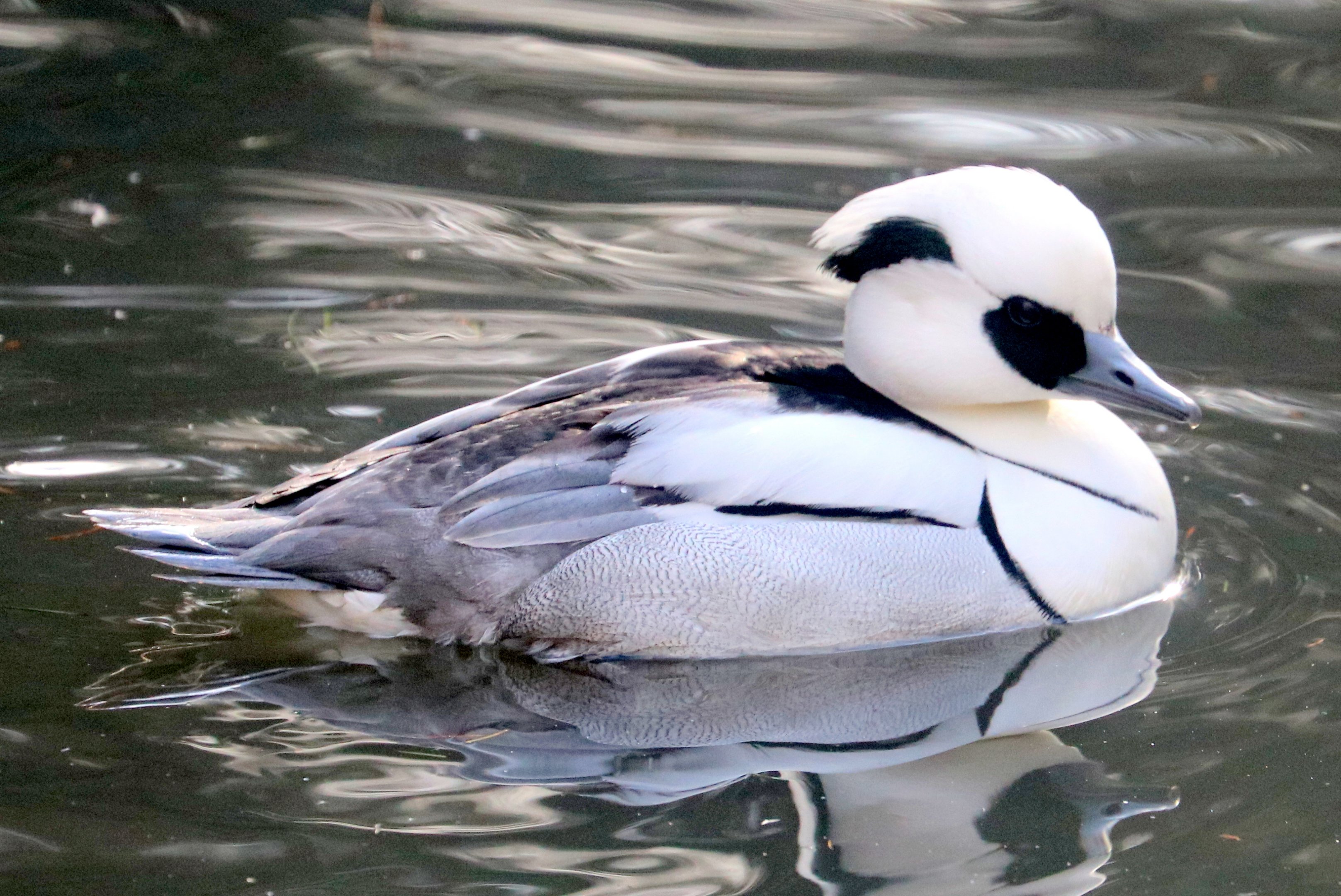 Smew; Barnes; 13th March 2020