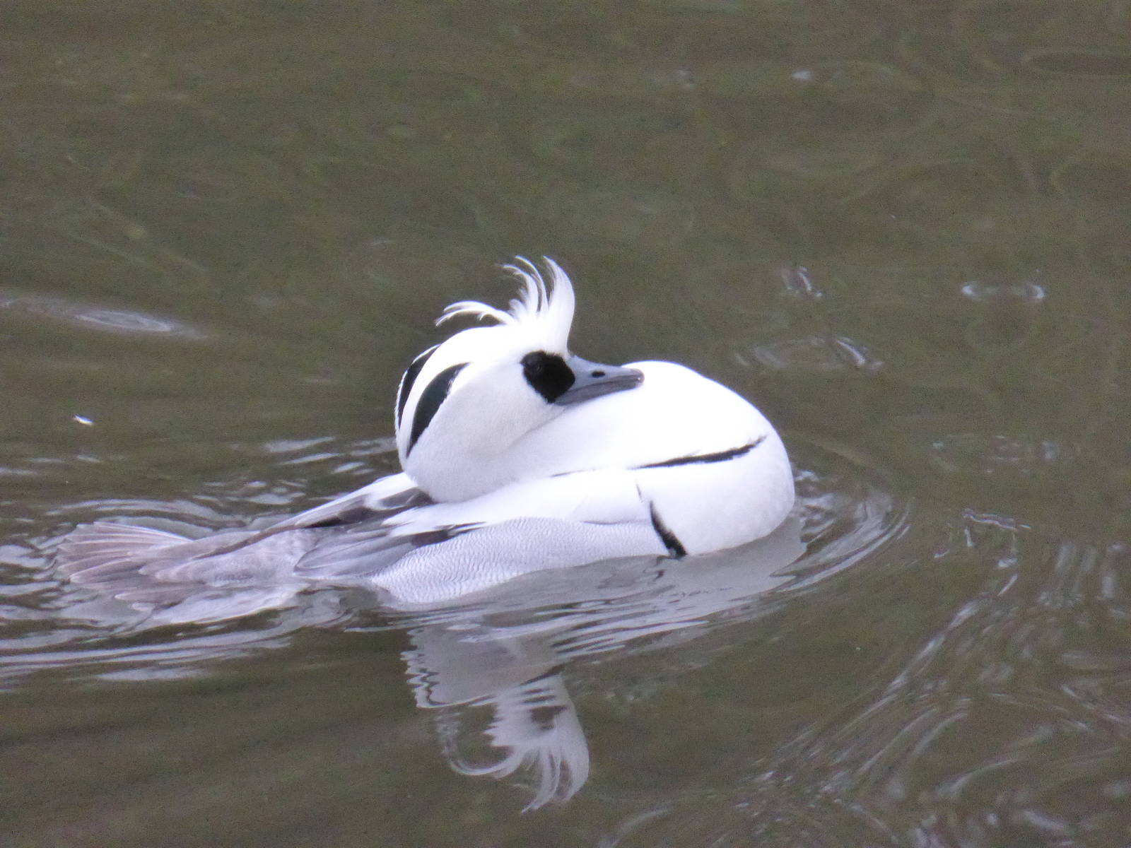 Smew displaying