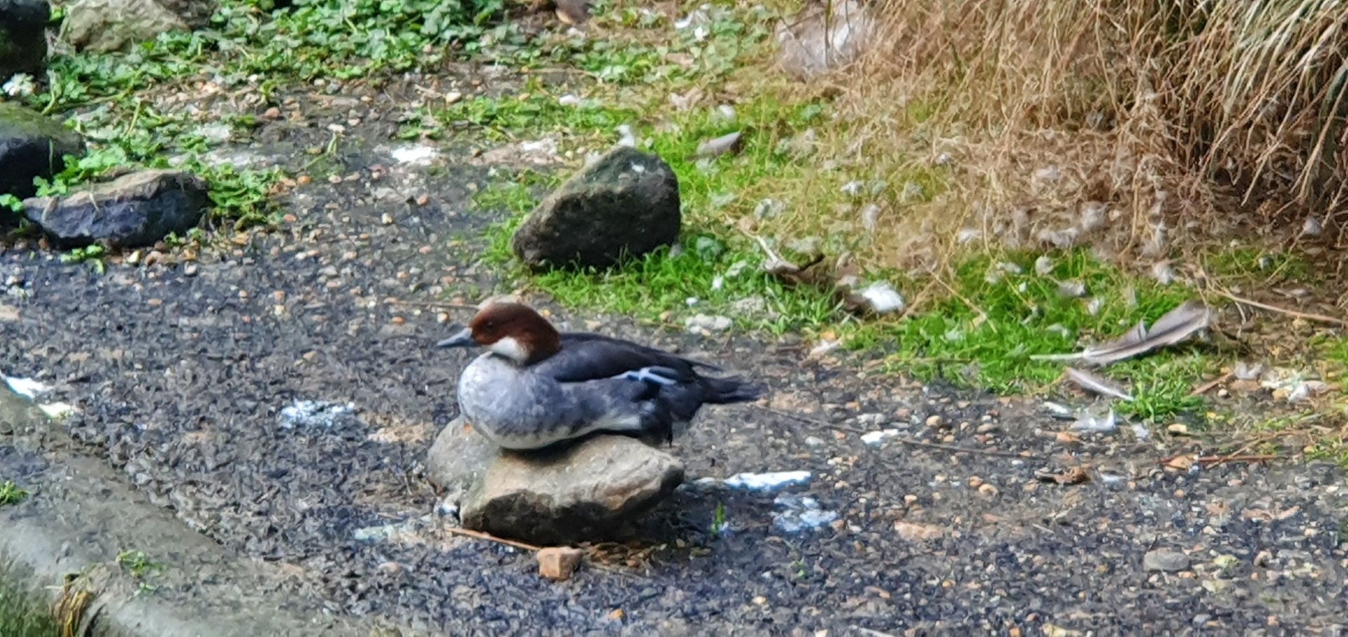 smew duck