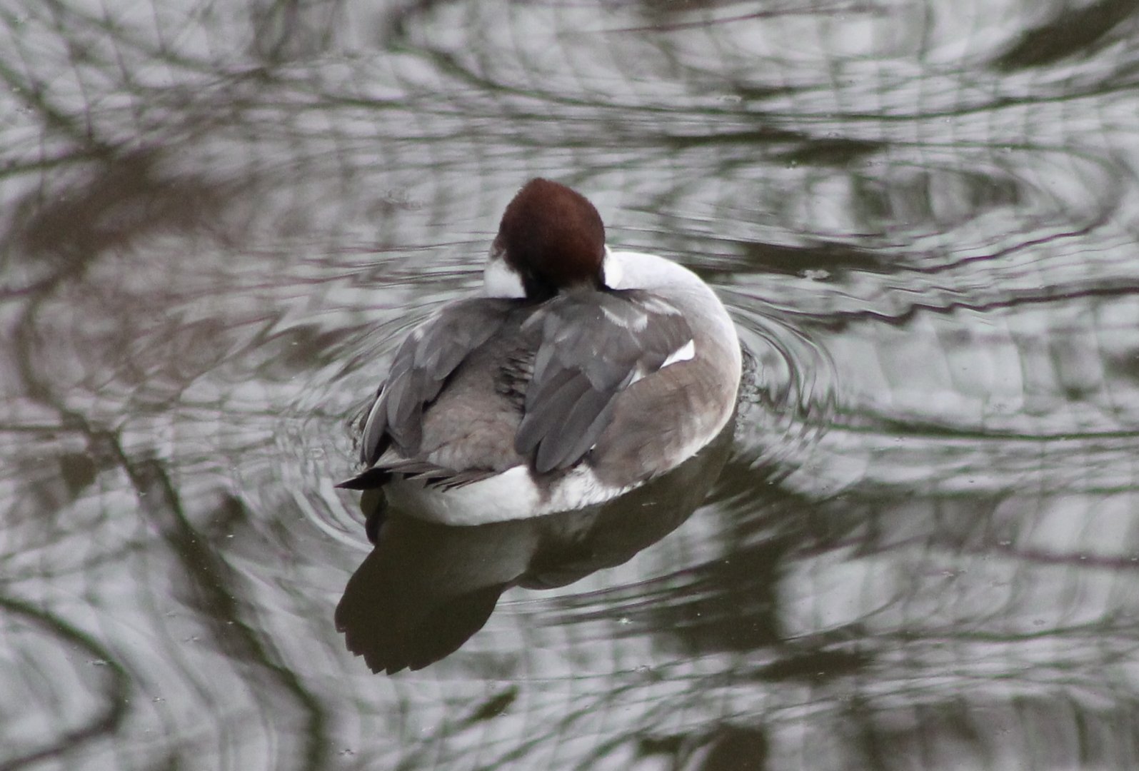 Smew female