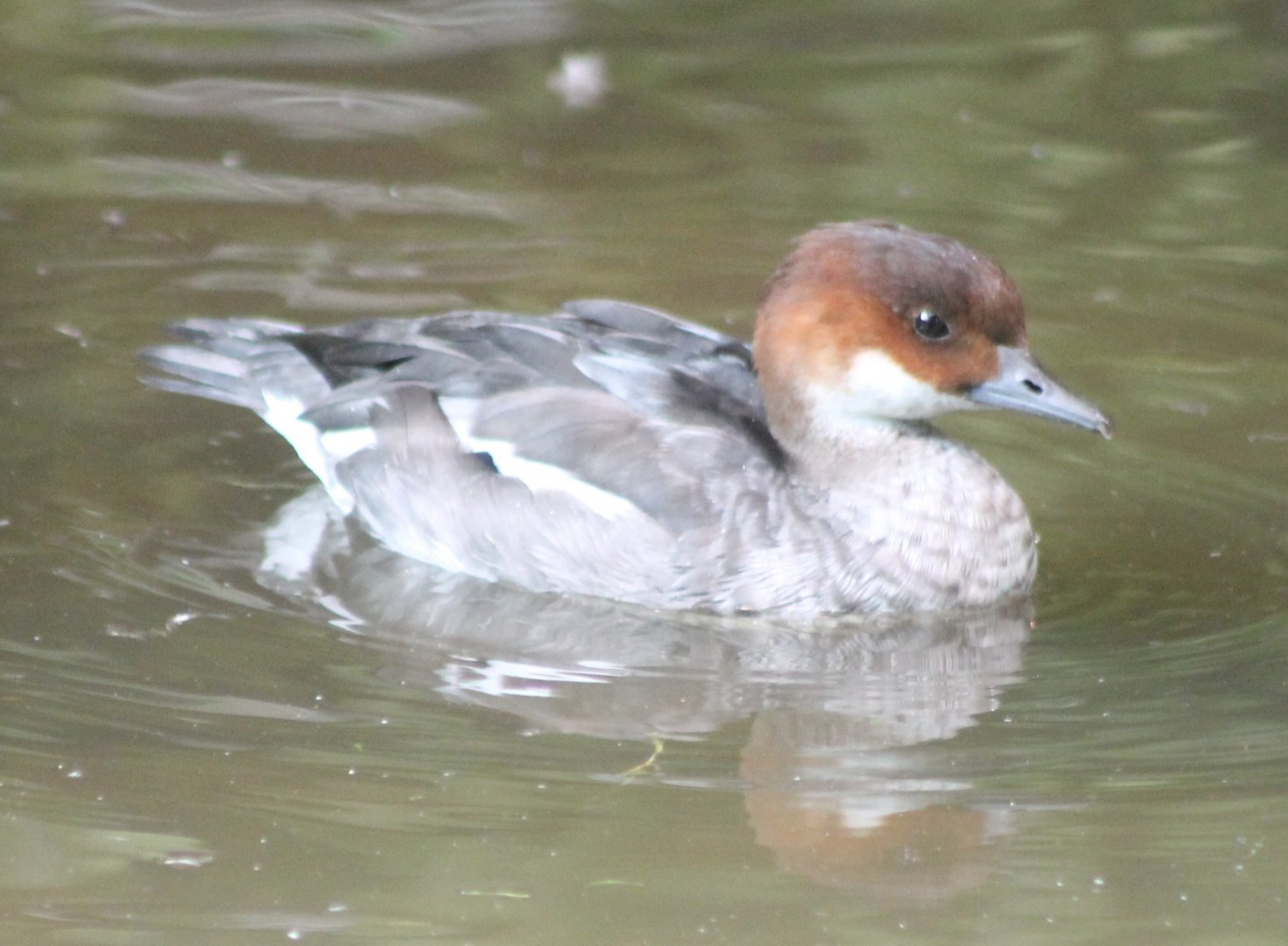 Smew - female