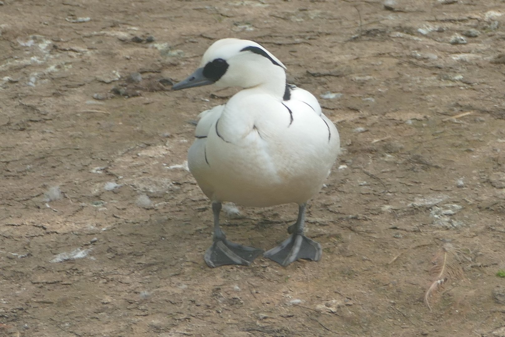 Smew, Flamingo island, May 2019