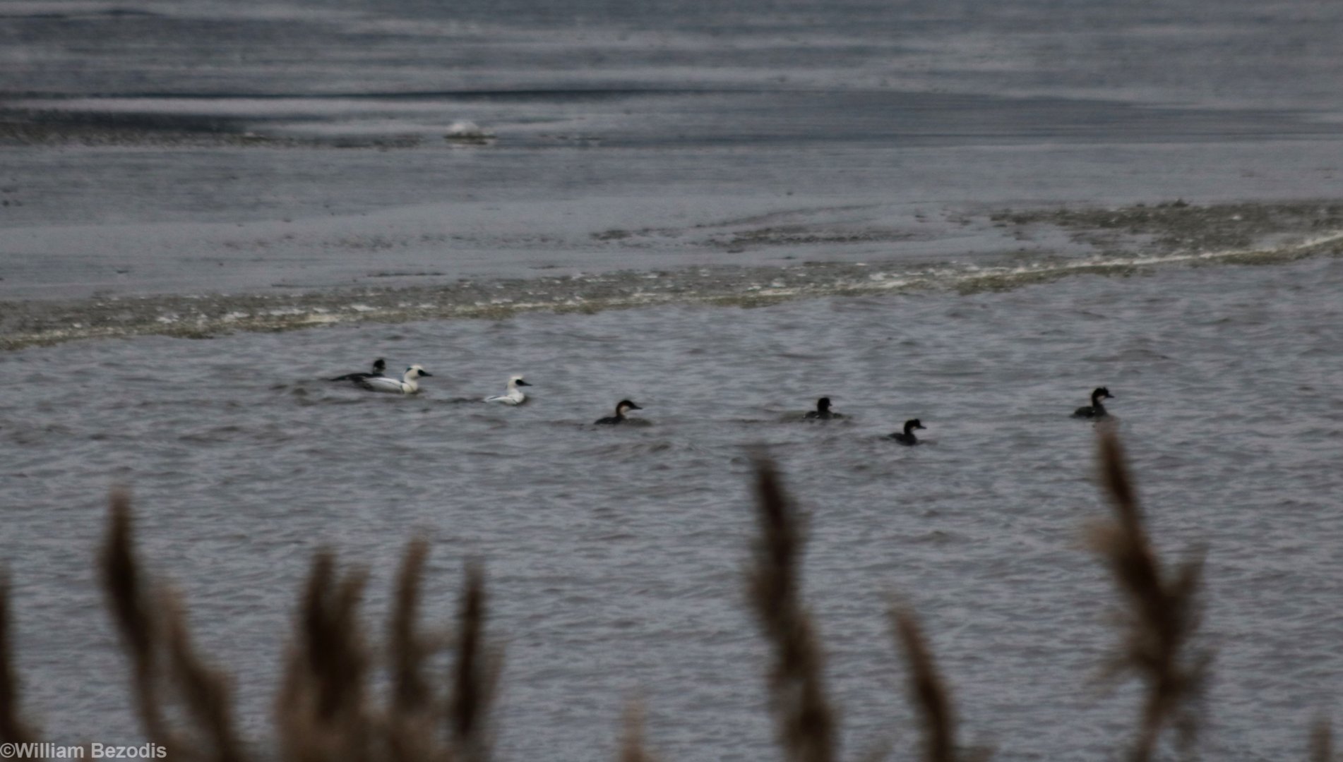 Smew Flock - Zegrze Reservoir