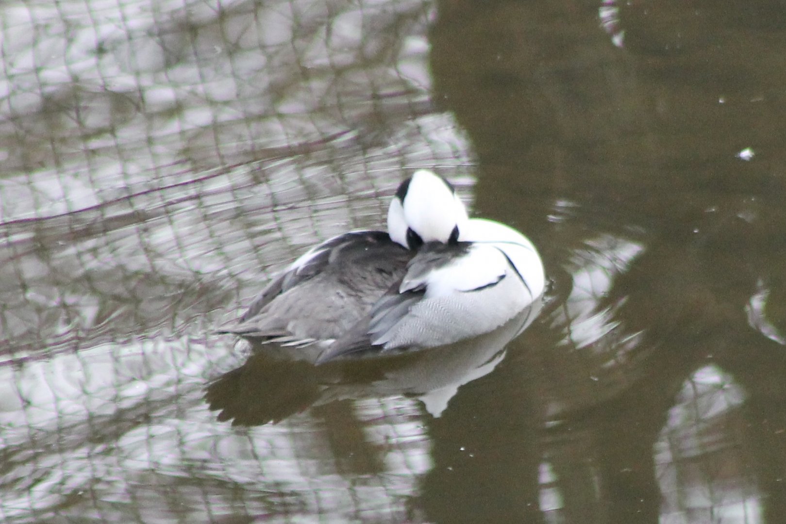 Smew male