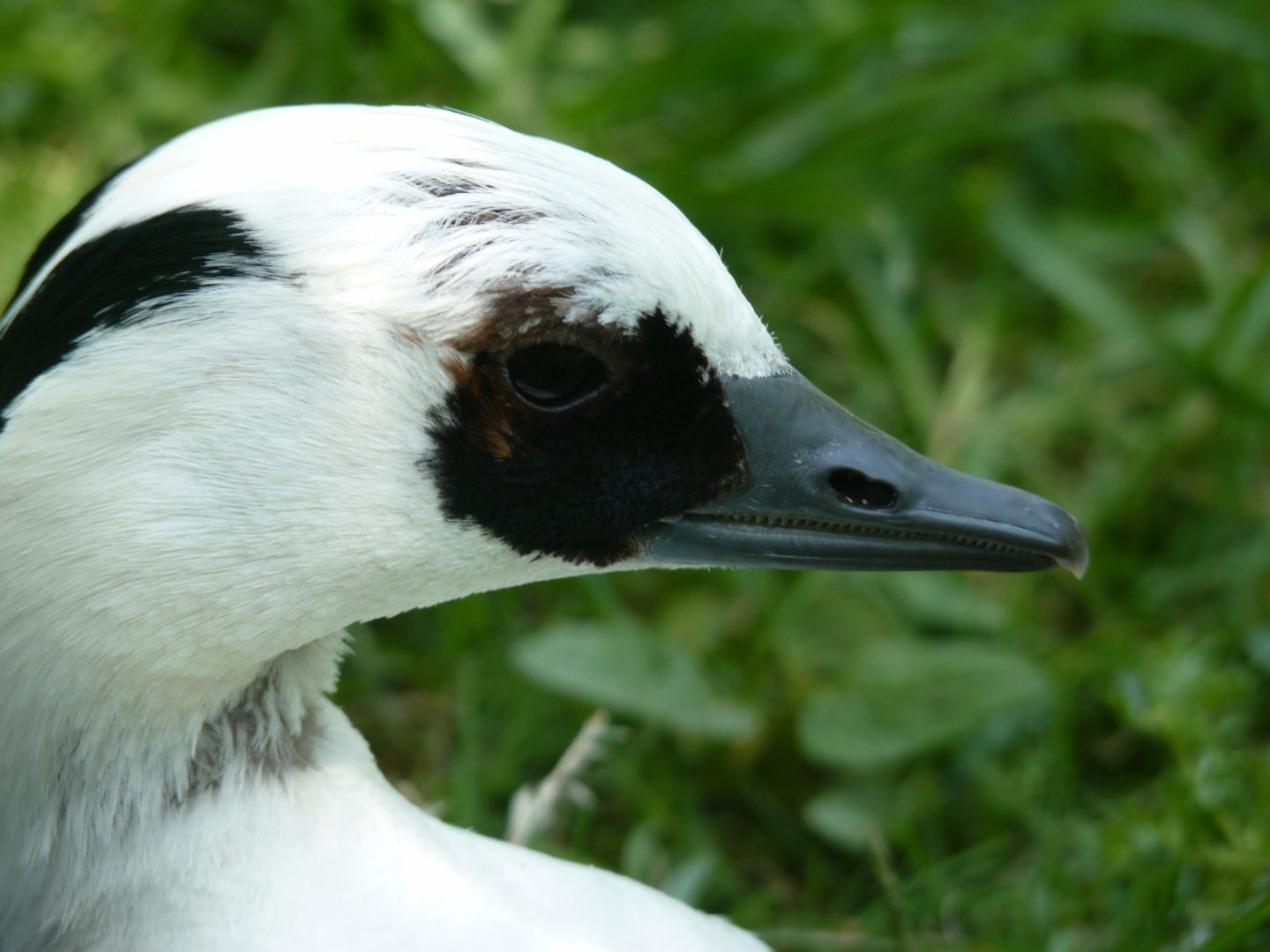 Smew, male