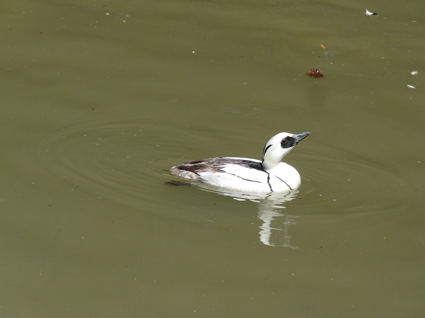 Smew, male