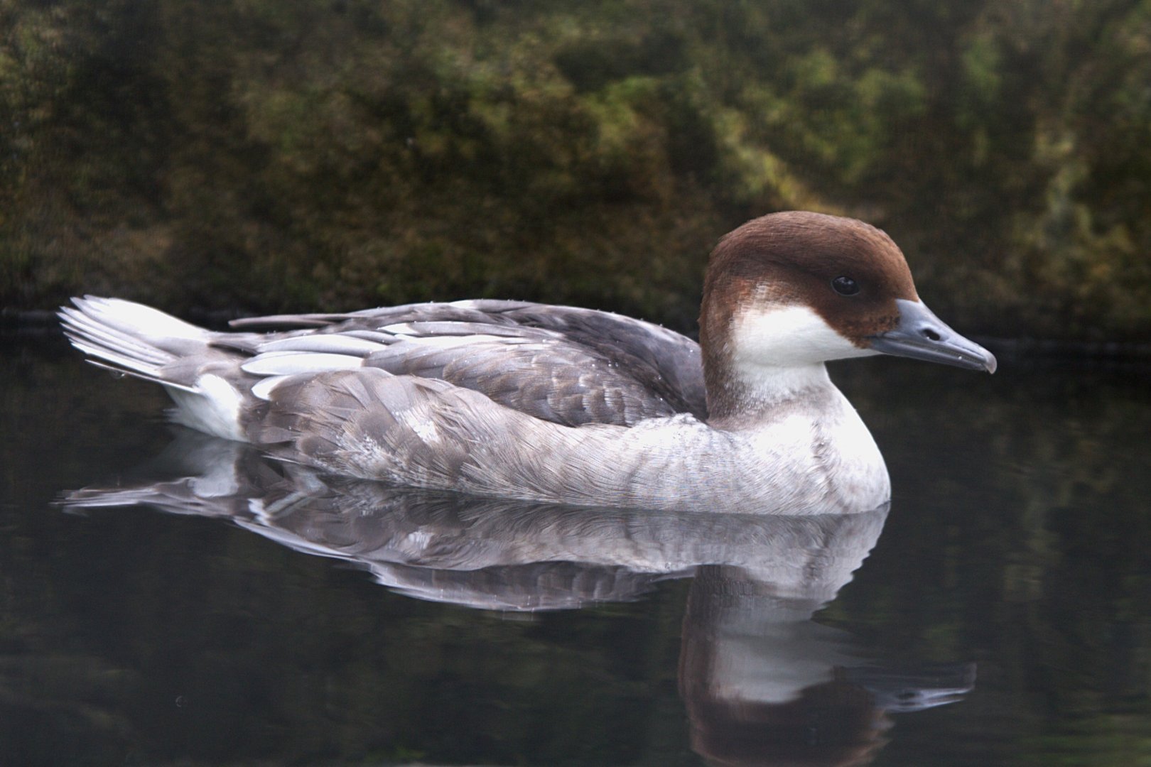 Smew (Mergellus albellus), 14-09-25