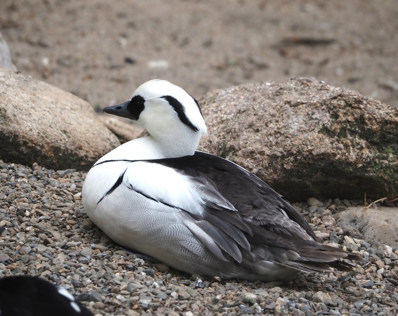 Smew (Mergellus albellus), 2024-05-21