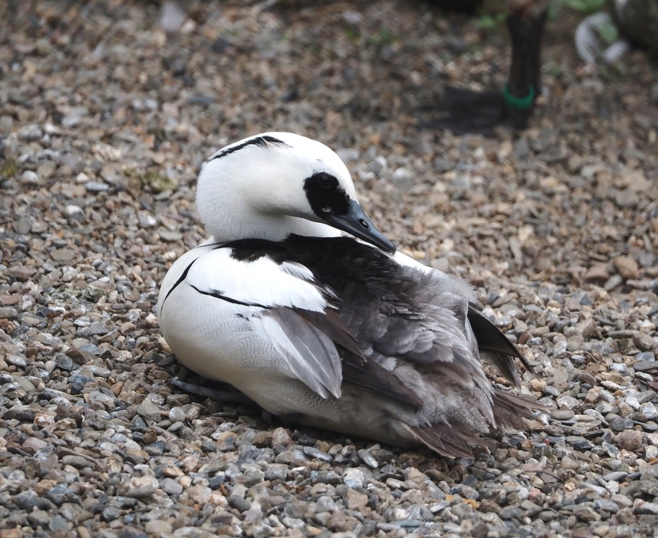 Smew (Mergellus albellus), 2024-05-21