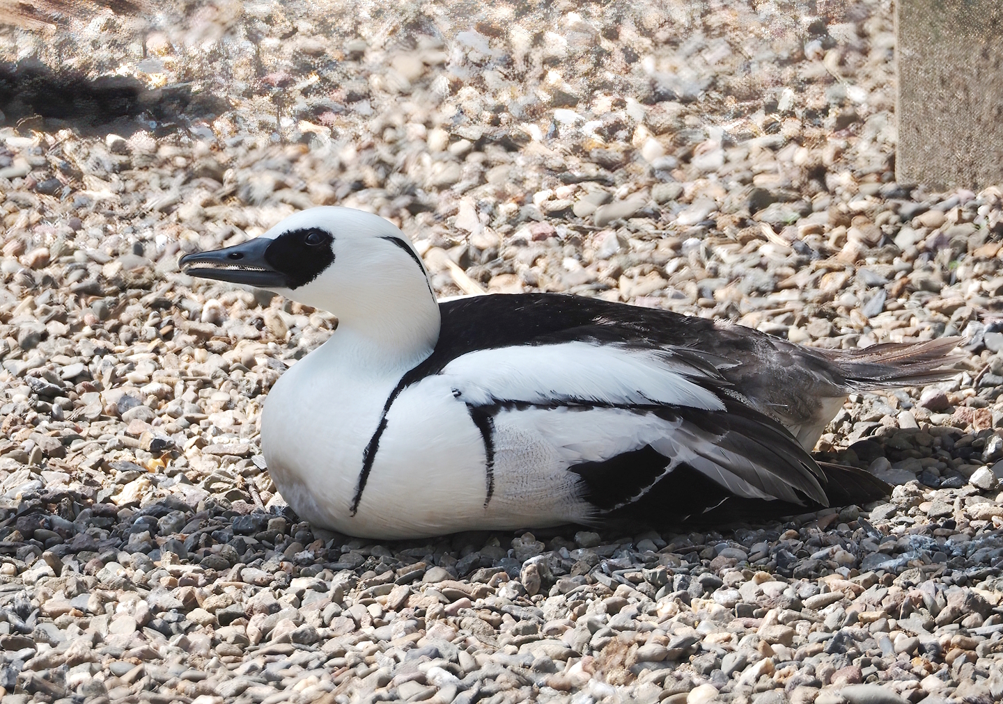 Smew (Mergellus albellus), 2024-05-24