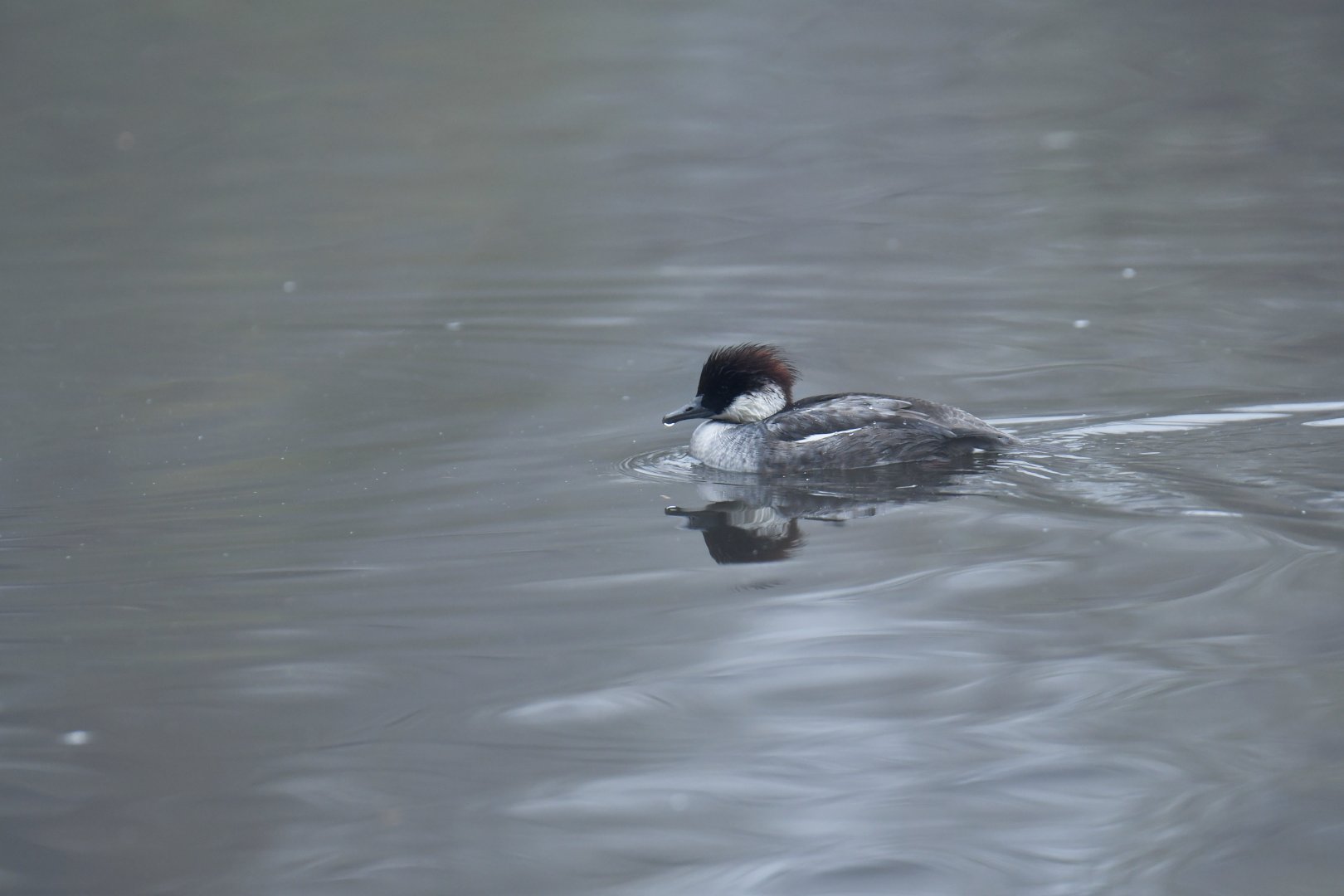 Smew (Mergellus albellus)