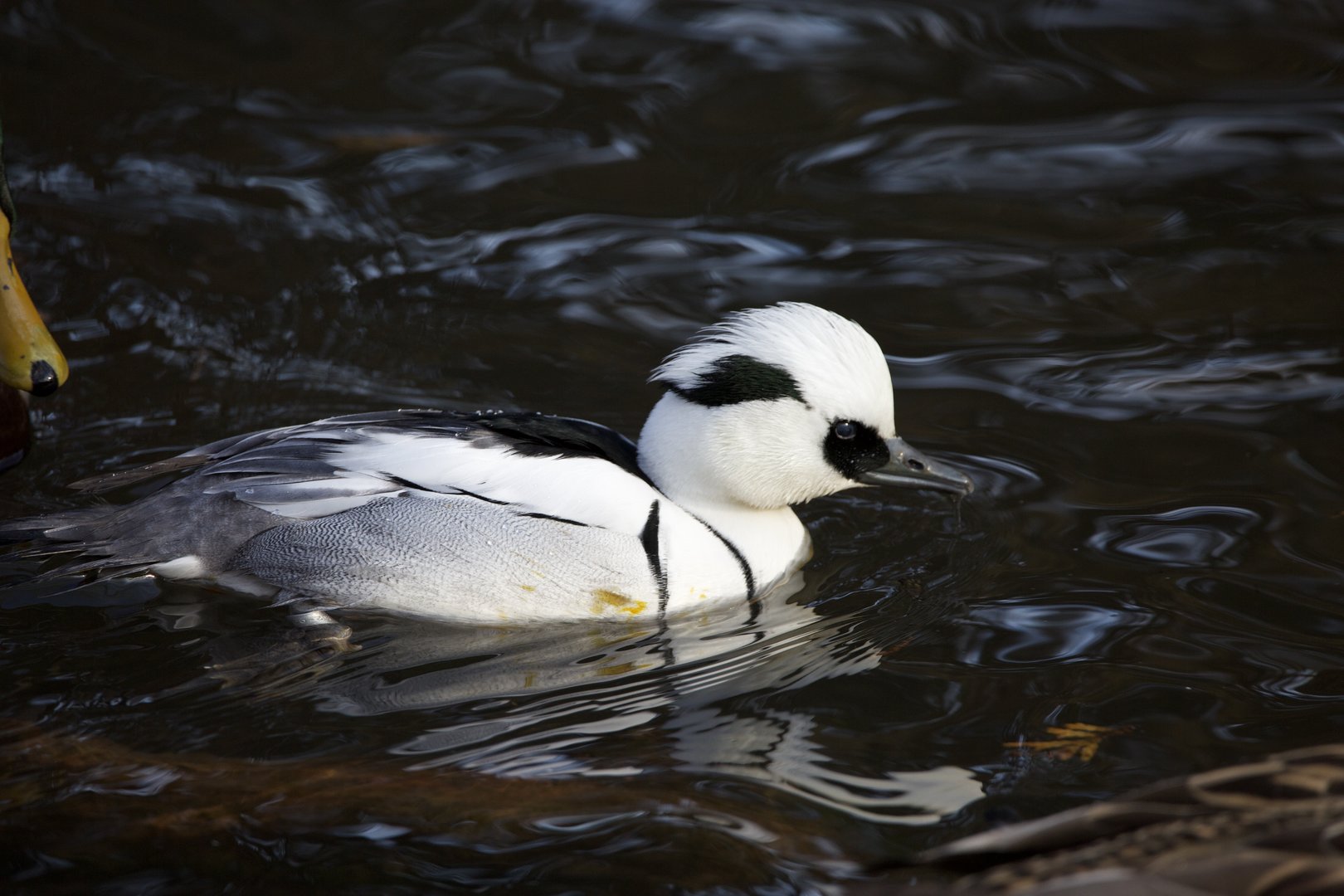 Smew/ Mergellus albellus