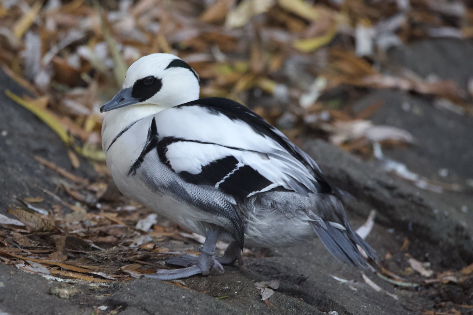 Smew/ Mergellus albellus
