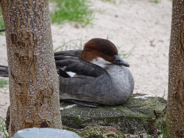 Smew (Mergellus albellus)