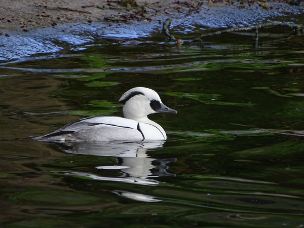 Smew (Mergellus albellus)