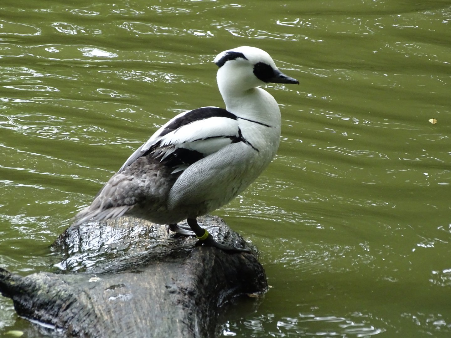 Smew (Mergellus albellus)
