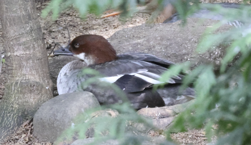 Smew (Mergellus albellus)