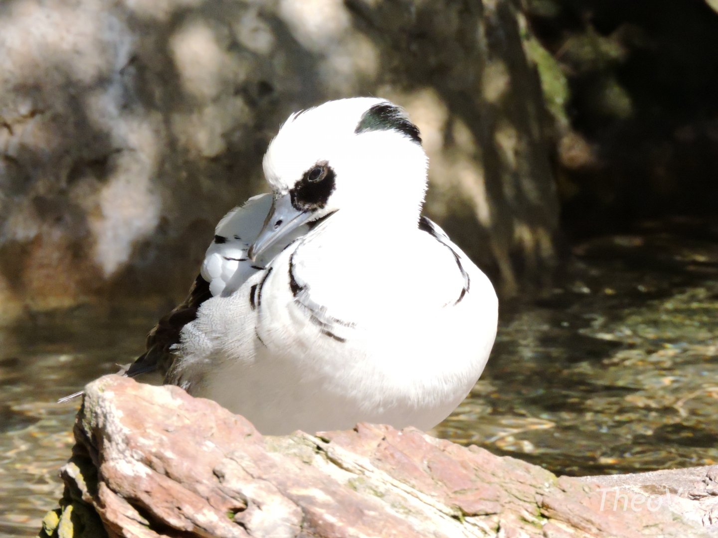 Smew - Northern Frontier [2015]