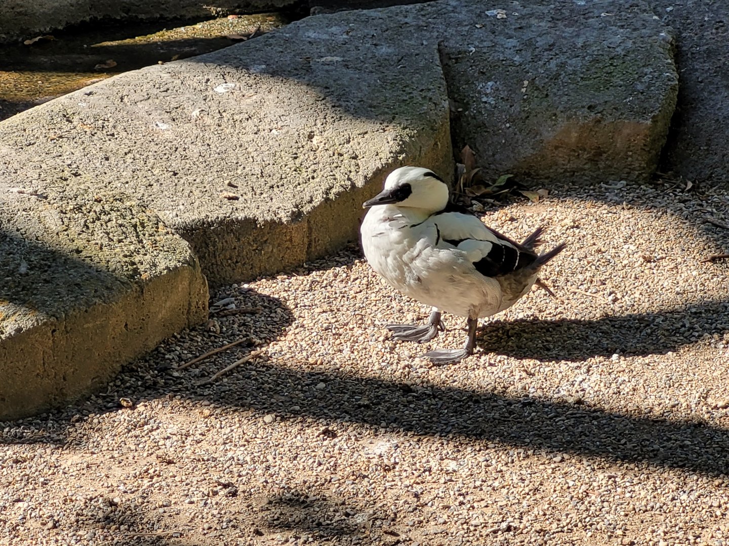 Smew -Sendaviva (2024)