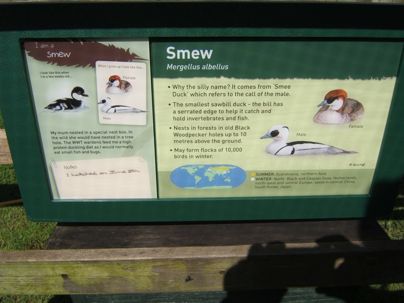 Smew signage in rearing pens