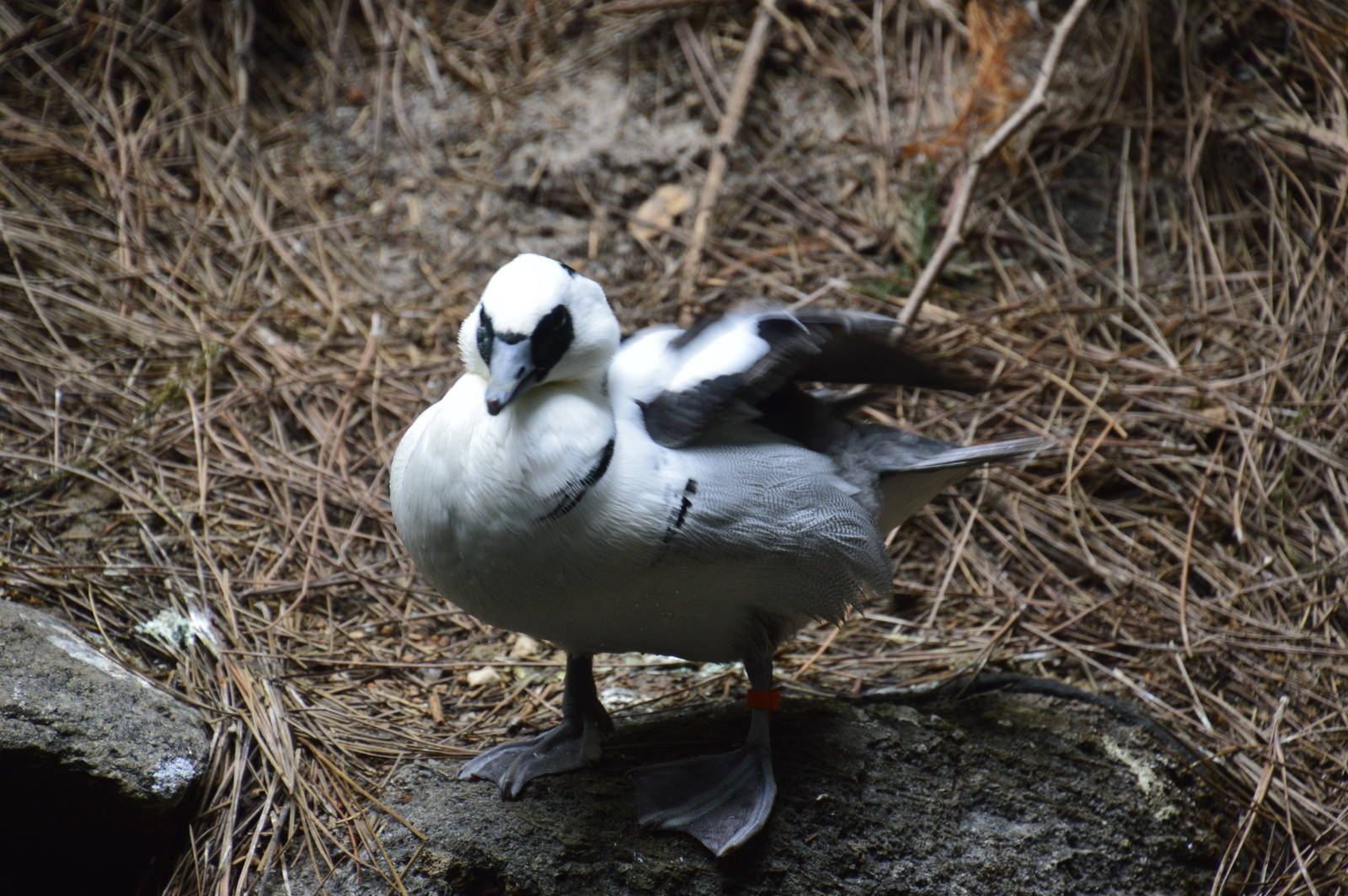 Smew - World of Birds 031215