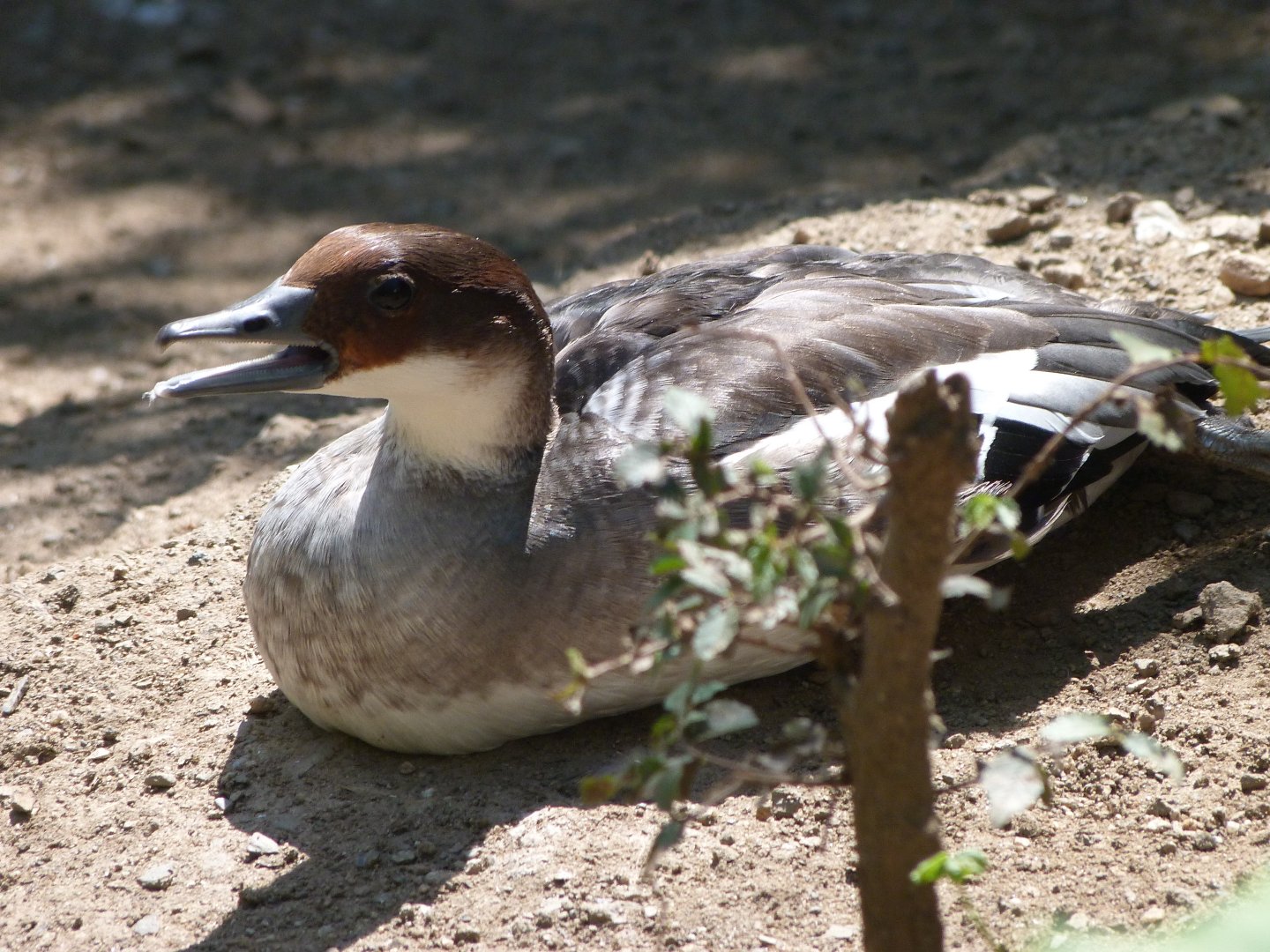 Smew -Zoo Praha (2025)