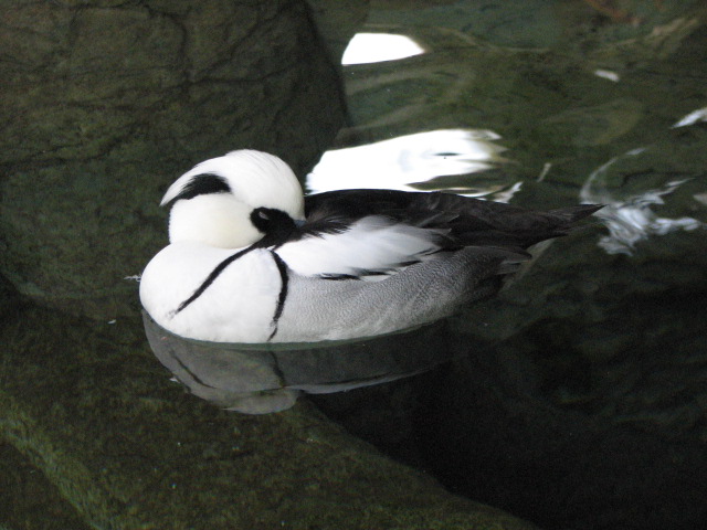 Smew