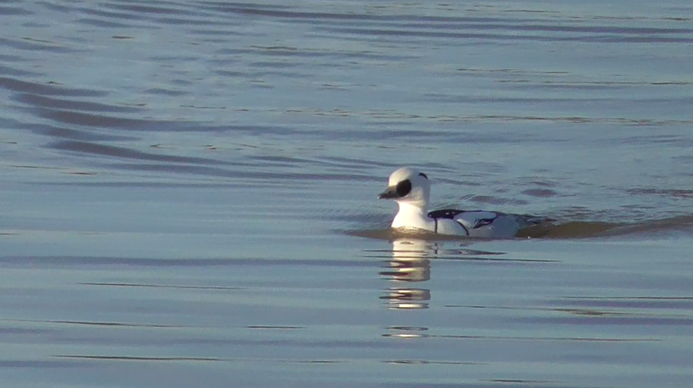 Smew