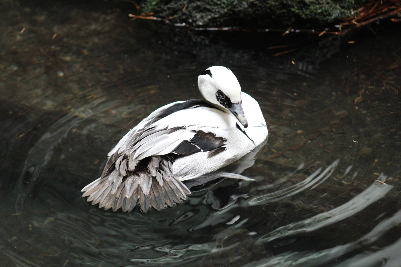 Smew
