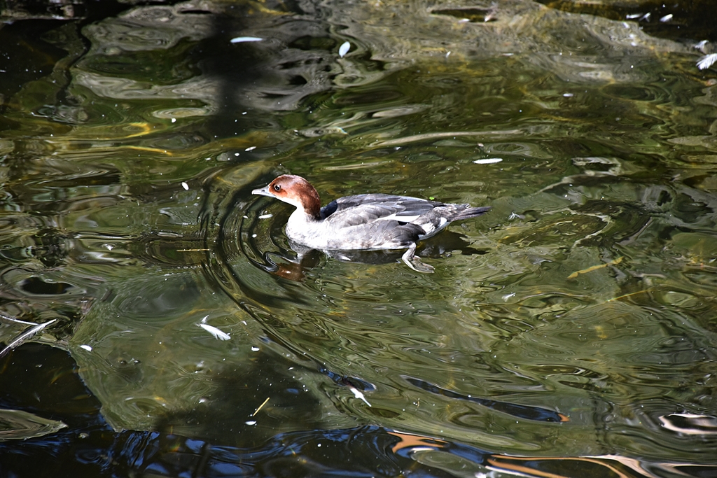 Smew