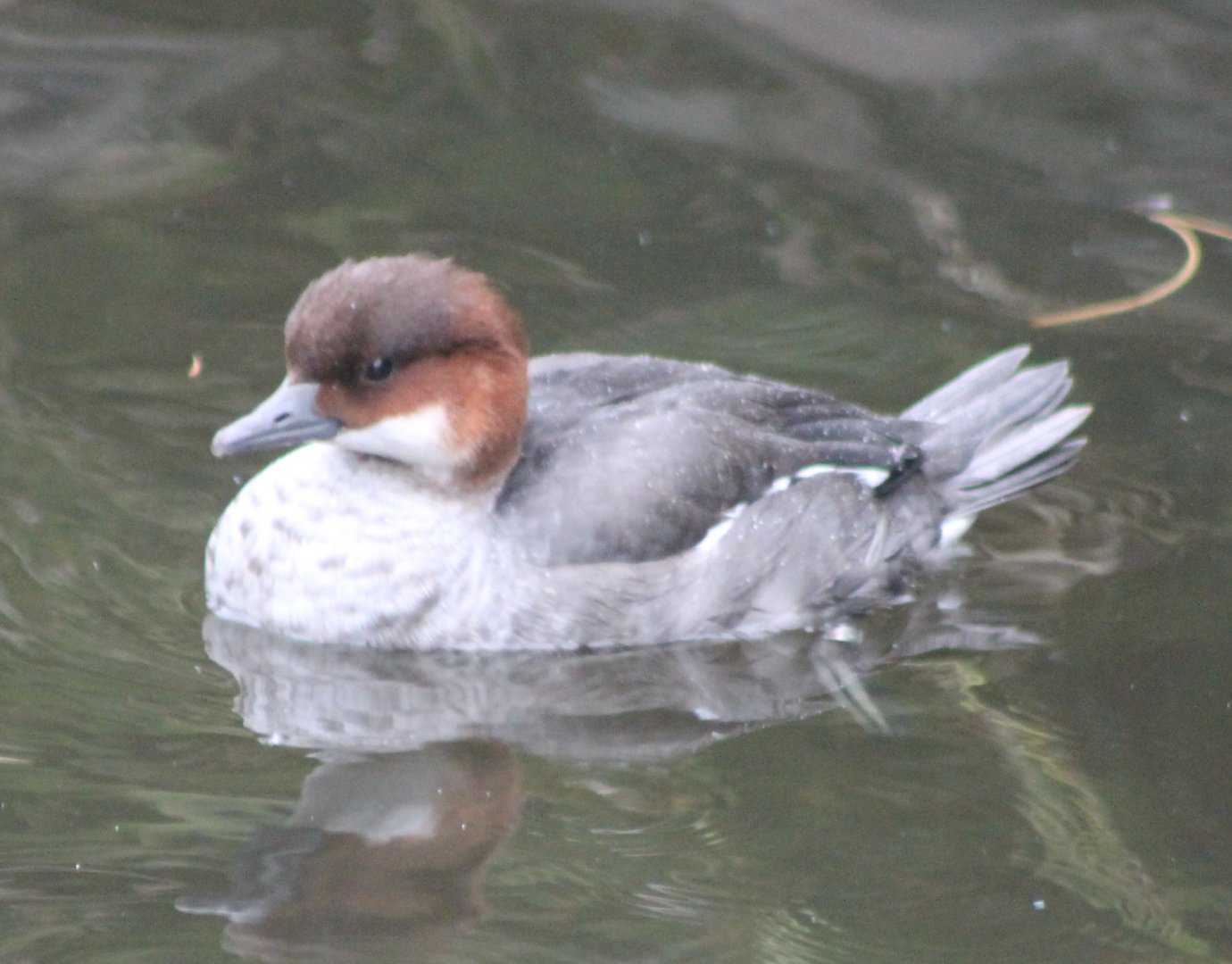 Smew