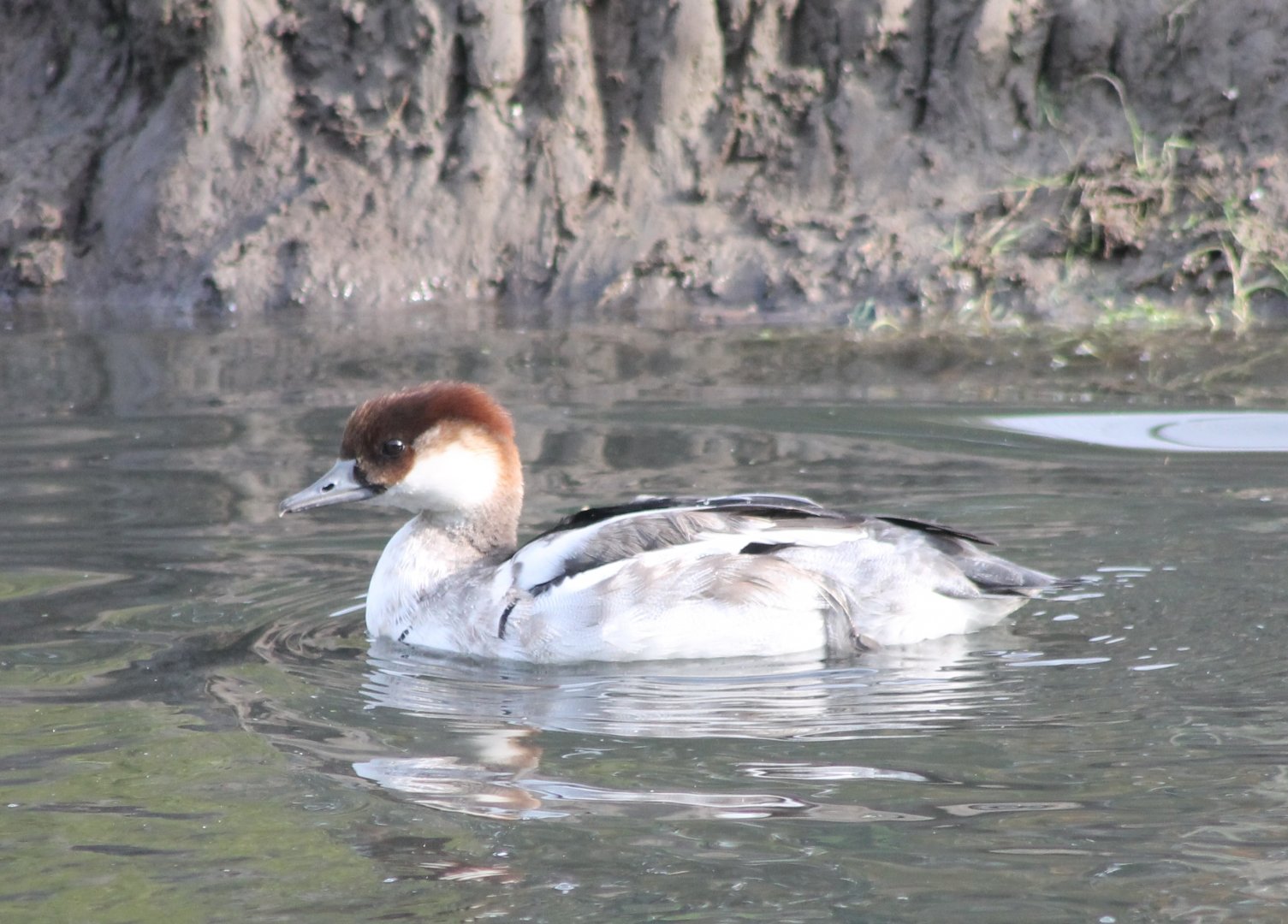 Smew