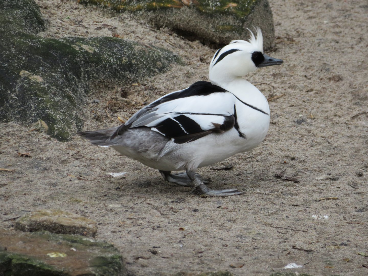 Smew