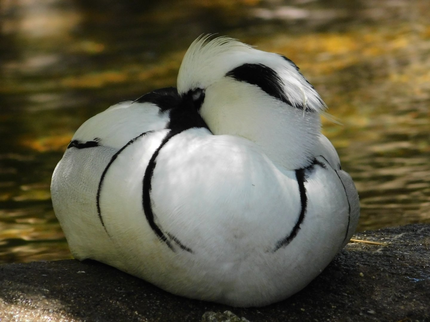Smew