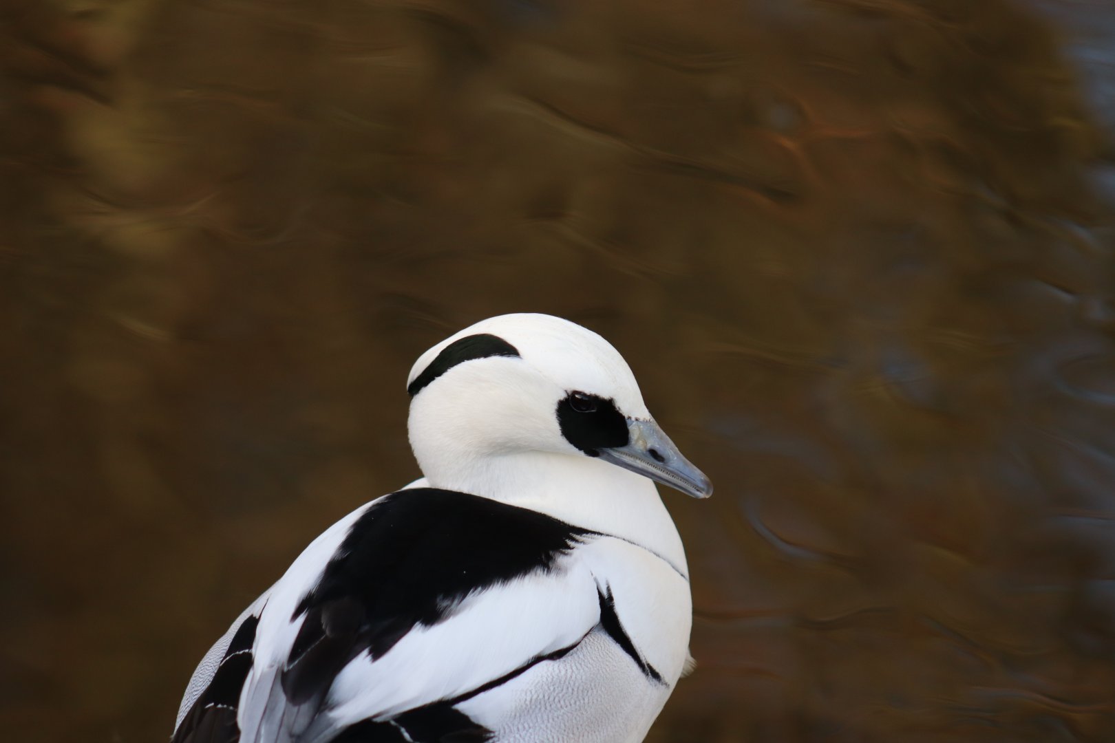 Smew