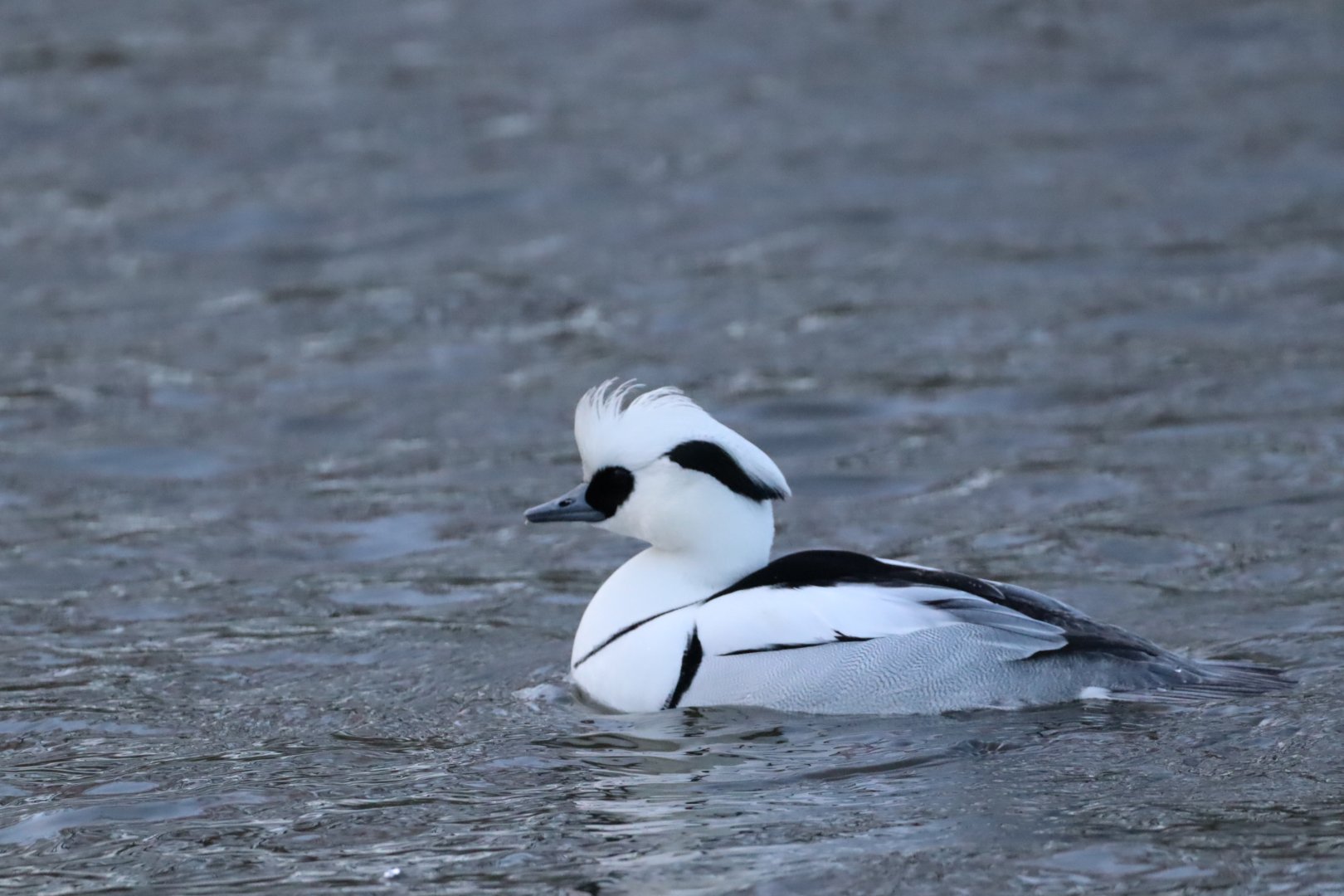 Smew