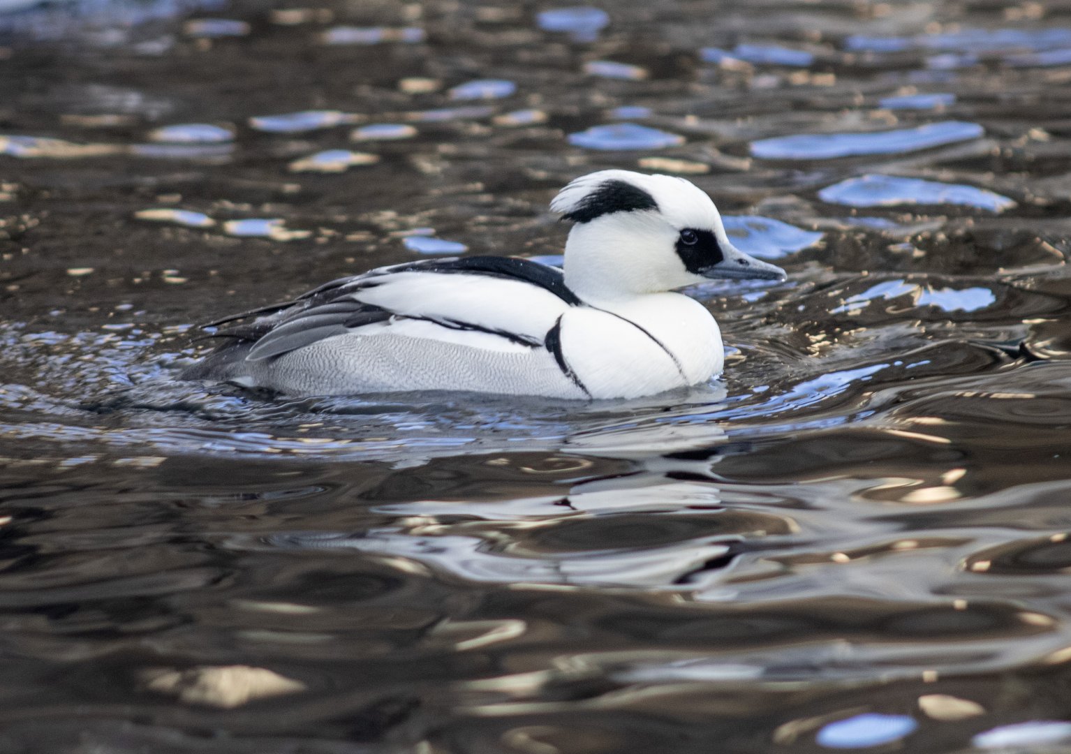 Smew