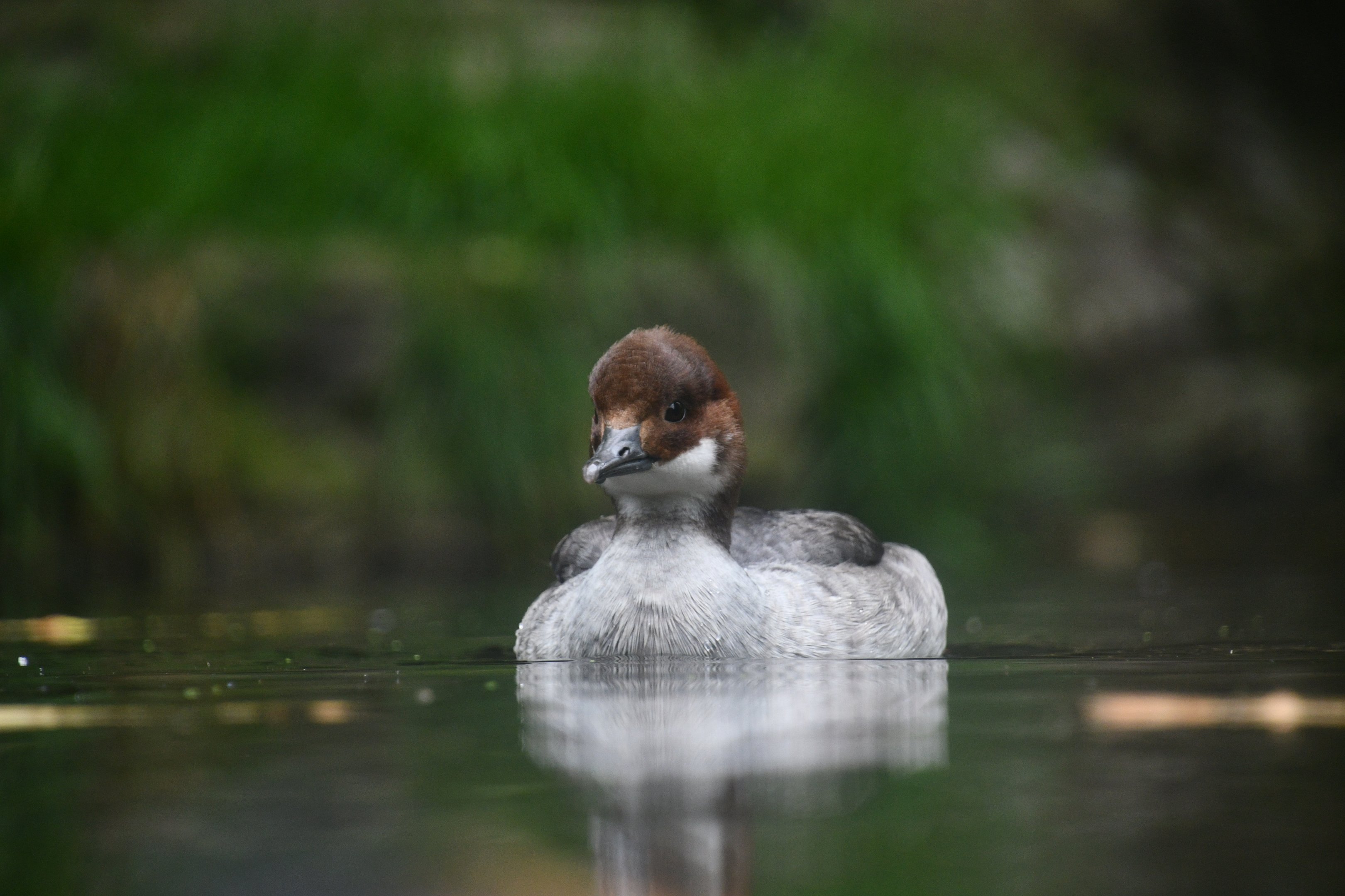 Smew