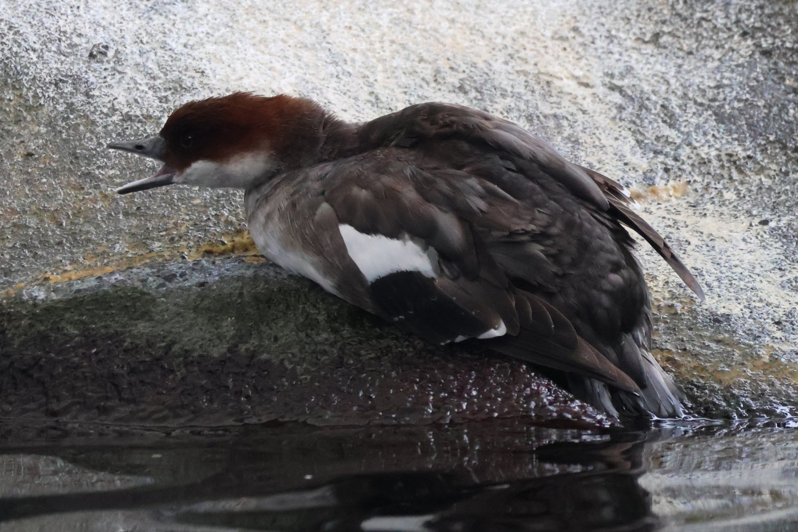 Smew
