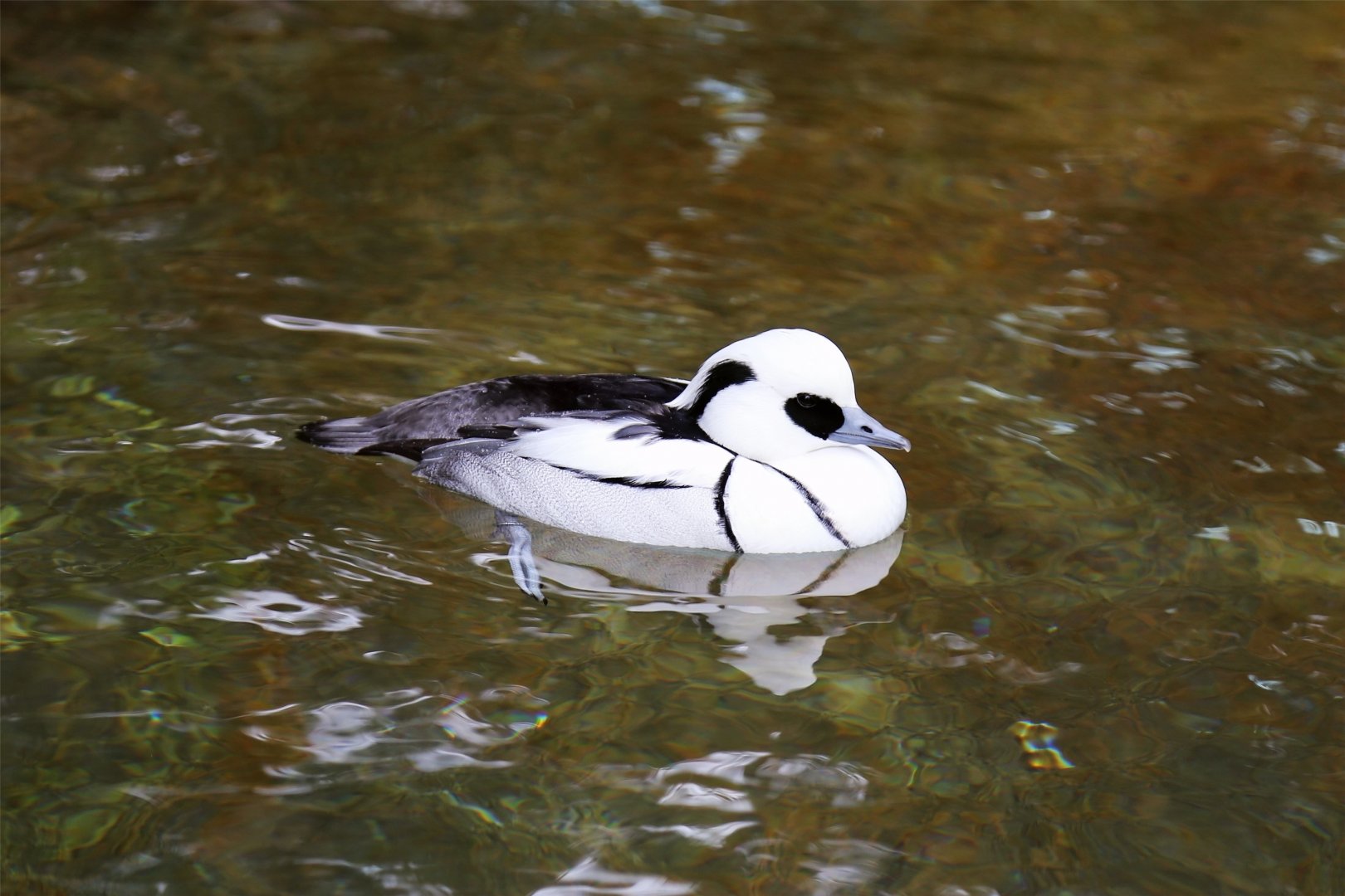 Smew